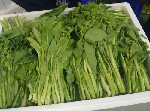 食用農(nóng)產(chǎn)品合格證 為粵港澳大灣區(qū)“菜籃子”安全保駕護航